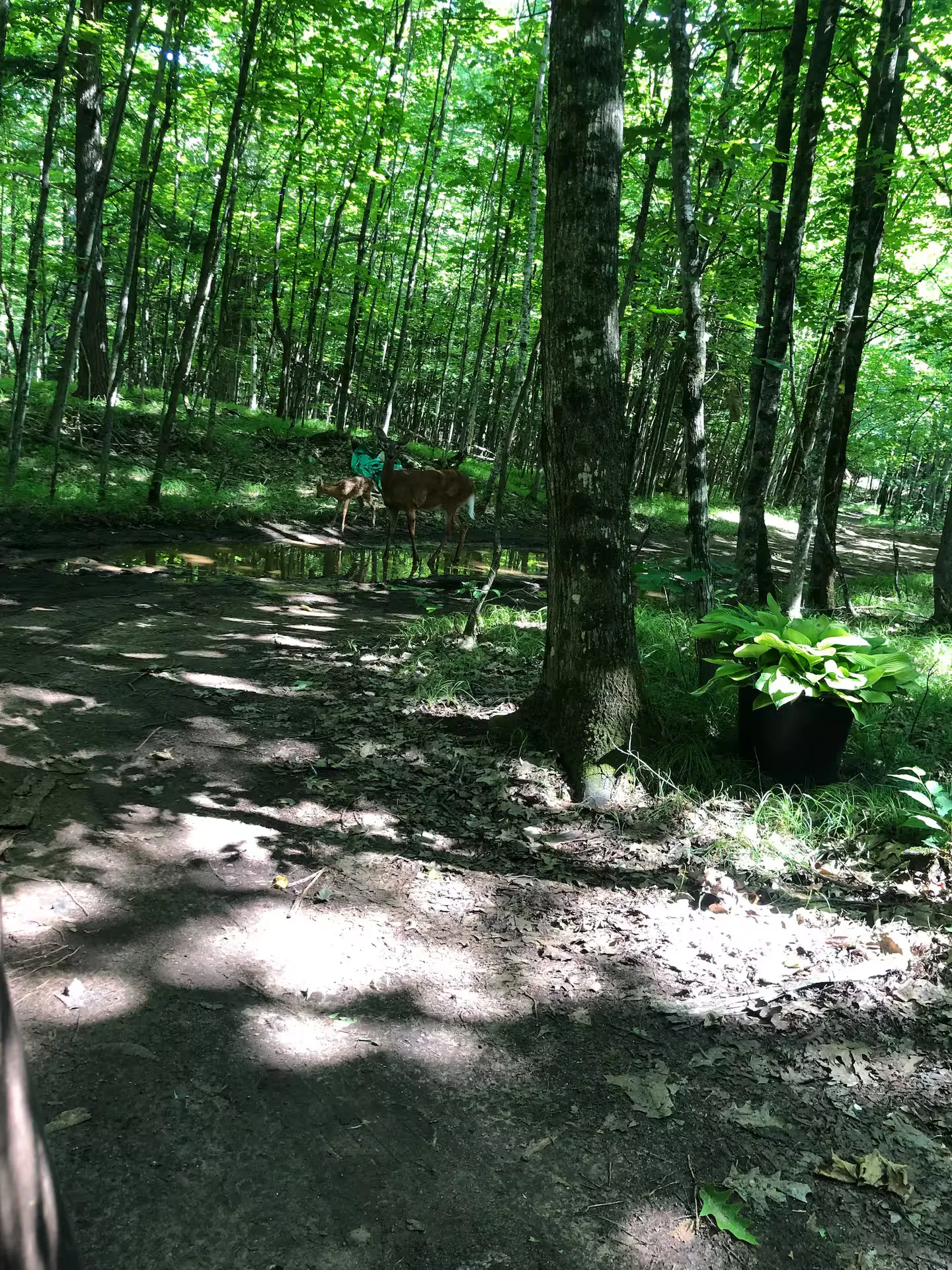 The Hemlock Cabin — Additional Photos (10)