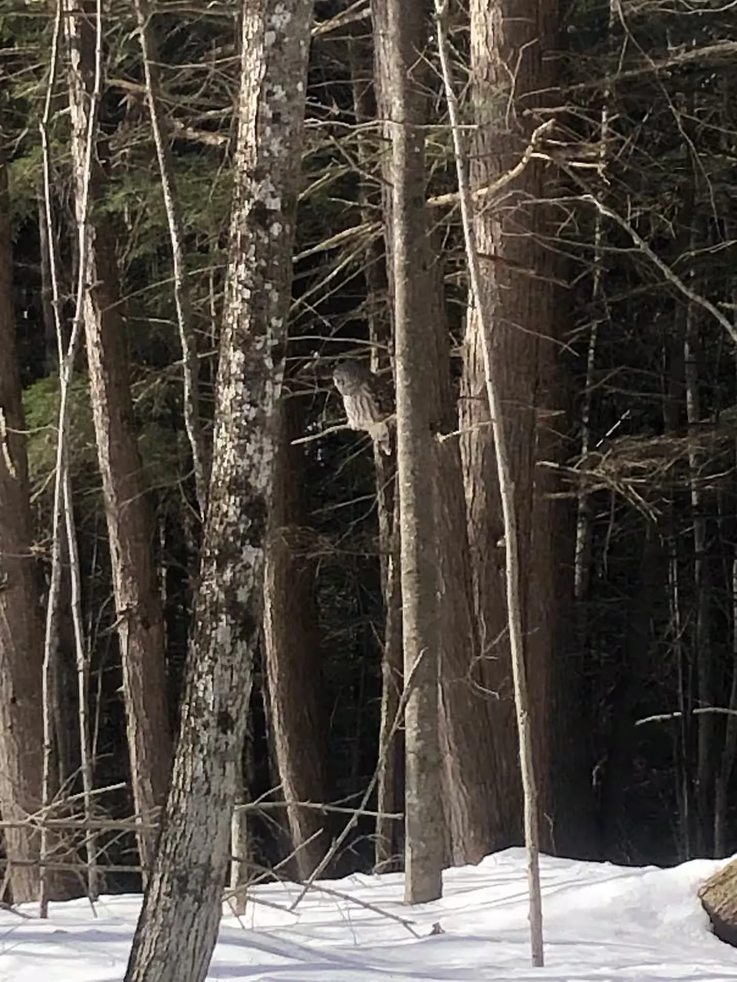 The Hemlock Cabin — Additional Photos (7)