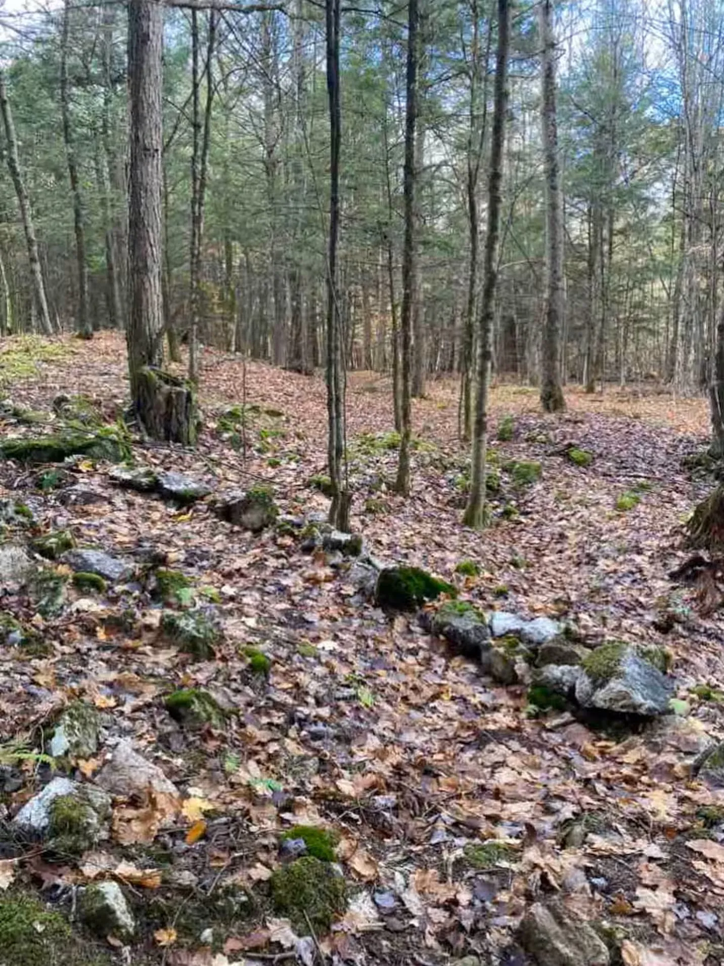 The Hemlock Cabin — Backyard (1)