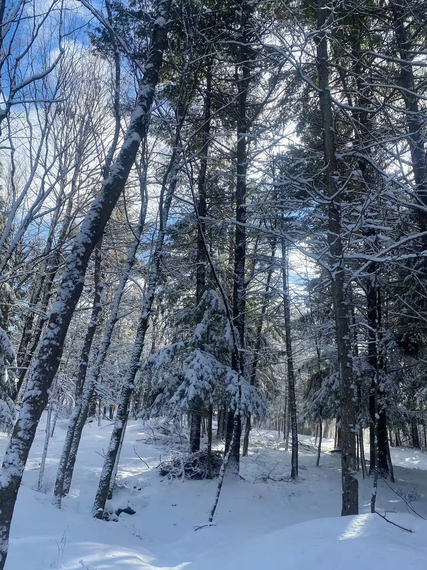 The Cedar Cabin — Additional Photos (3)